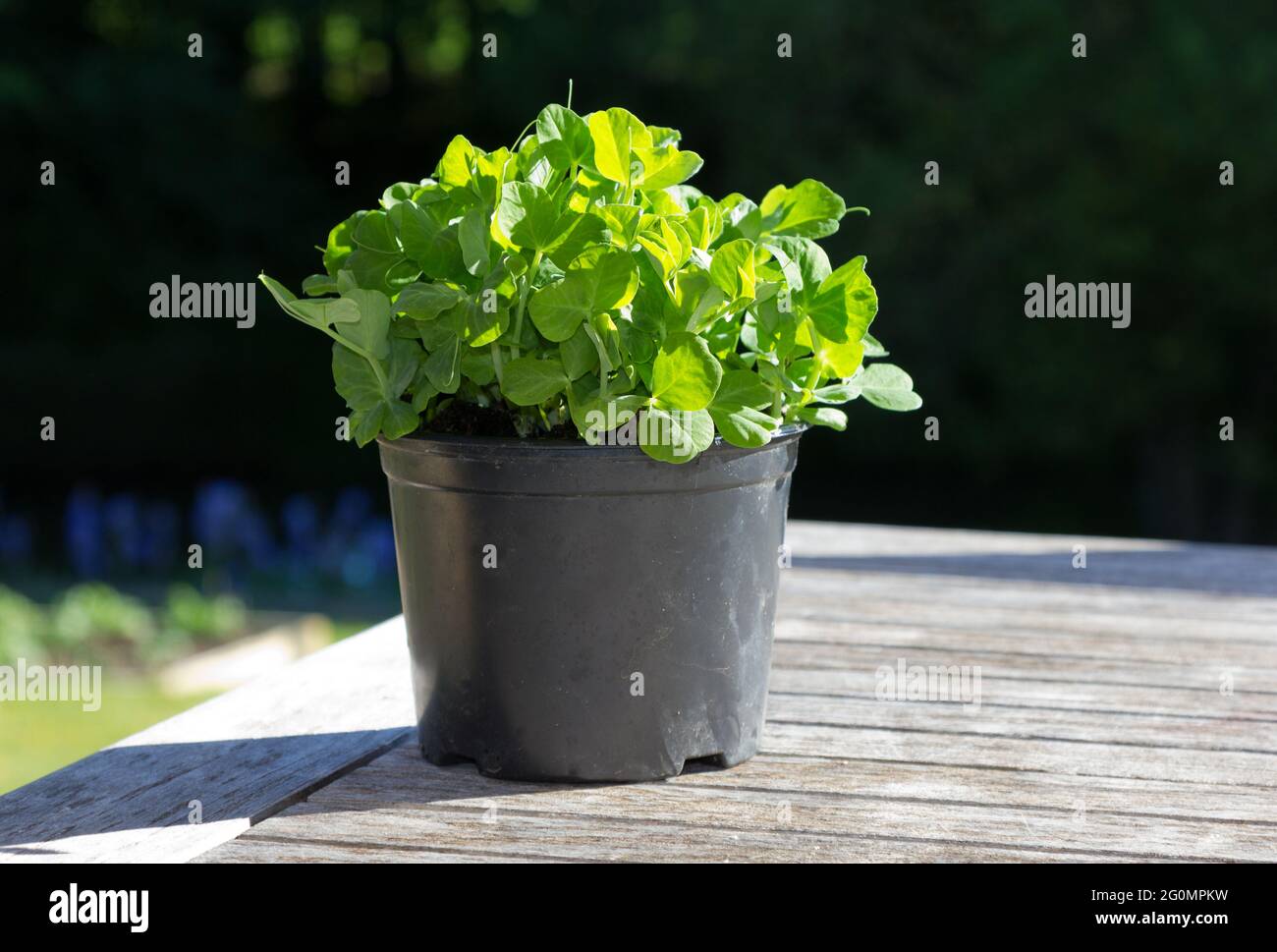 Piselli spara in una pentola pronta per raccogliere Foto Stock