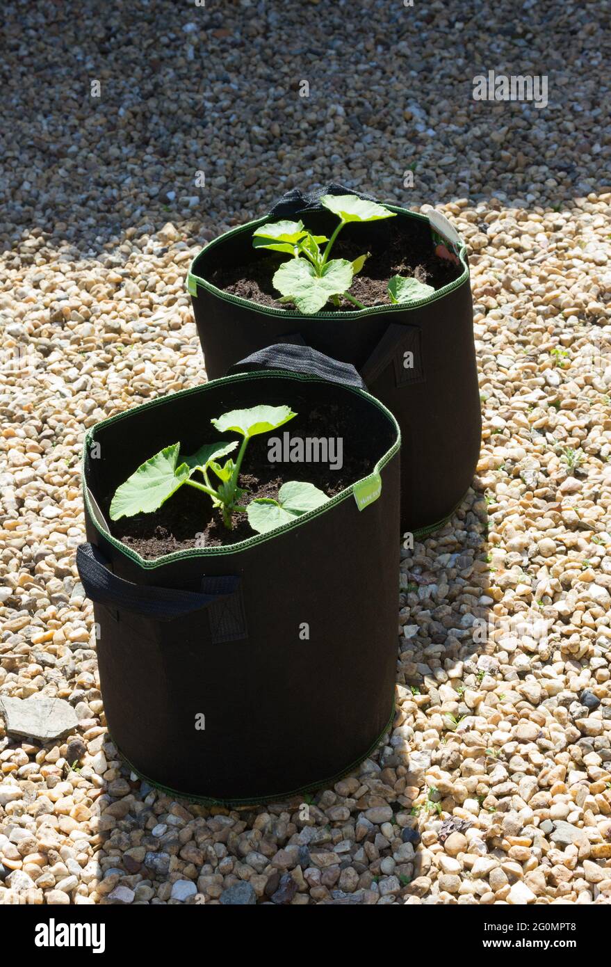 Giovani piante di zucca di cipolla in vasi di tessuto con maniglie di trasporto. Foto Stock
