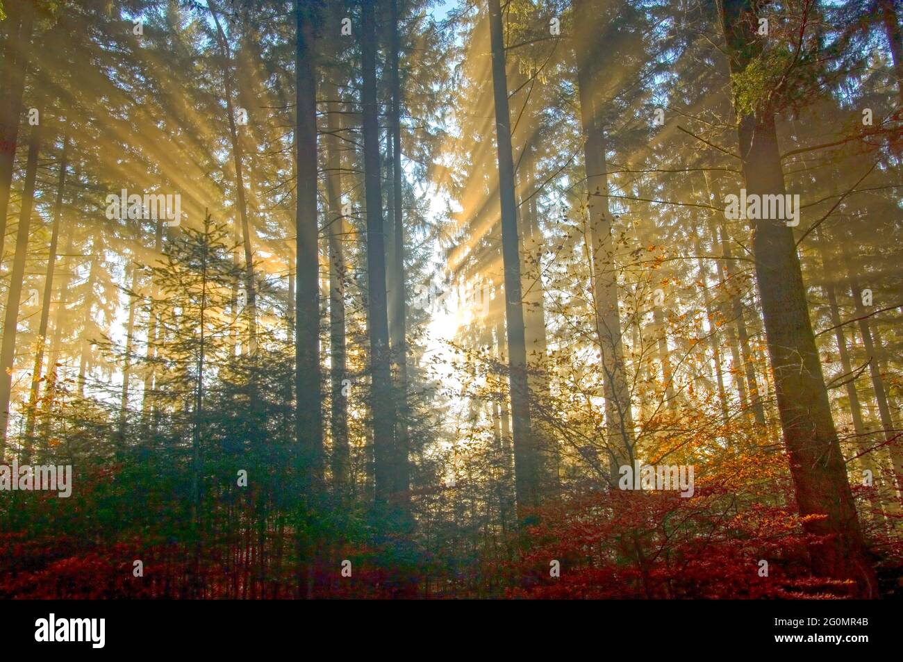 Alba in autunno foresta colorata Foto Stock