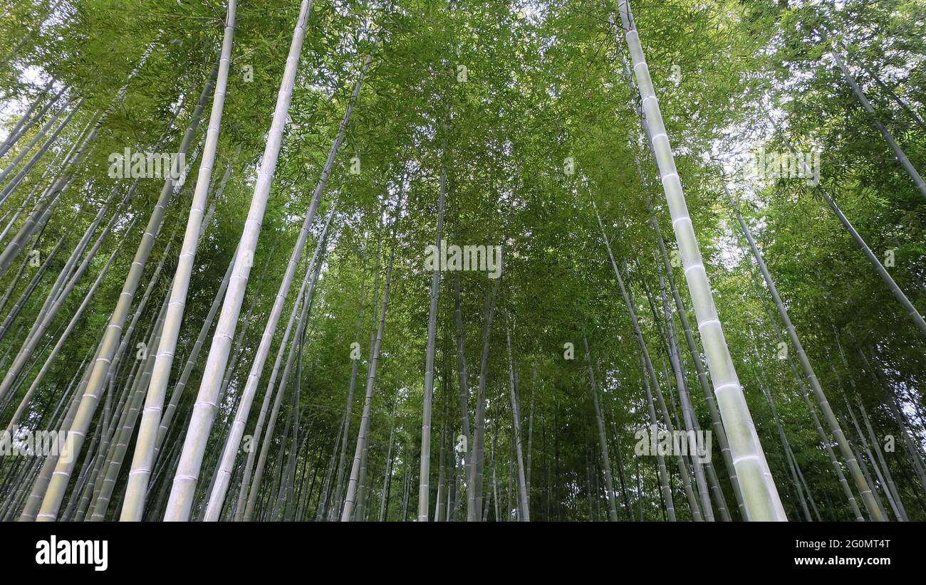 Vegetazione di bambù densa, ad un angolo verso l'alto. Preso ad Arashiyama, Giappone. Foto Stock