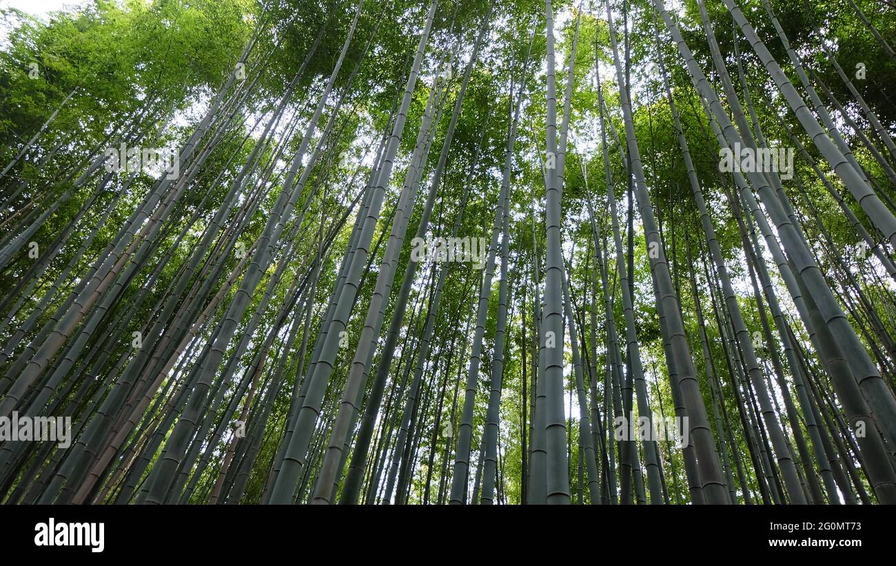 Vegetazione di bambù densa, ad un angolo verso l'alto. Preso ad Arashiyama, Giappone. Foto Stock
