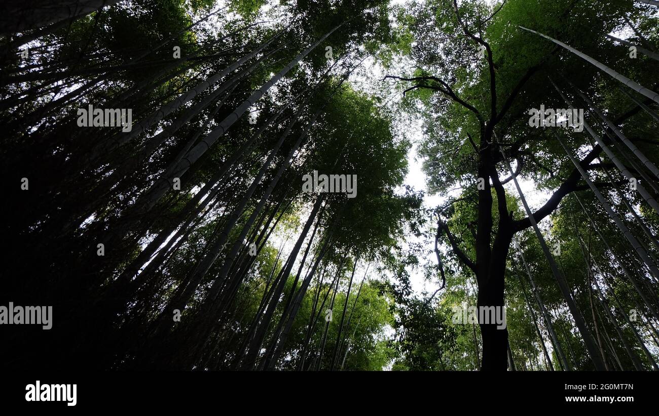 Vegetazione di bambù densa ad un ambiente scuro, ad un angolo verso l'alto. Preso ad Arashiyama, Giappone. Foto Stock