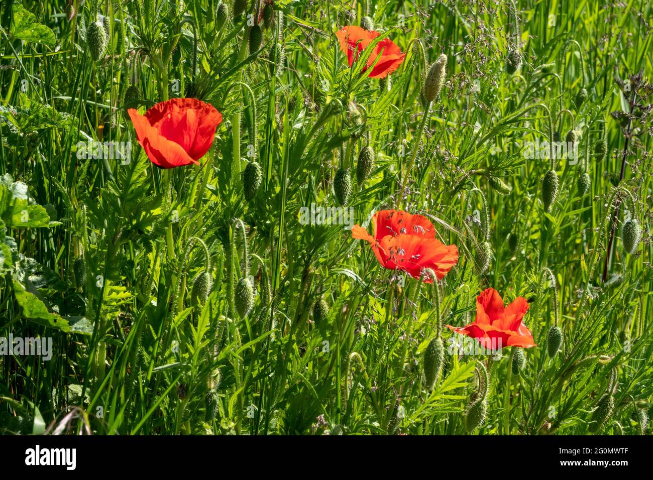 Papaveri rossi che crescono nel gerosello Foto Stock