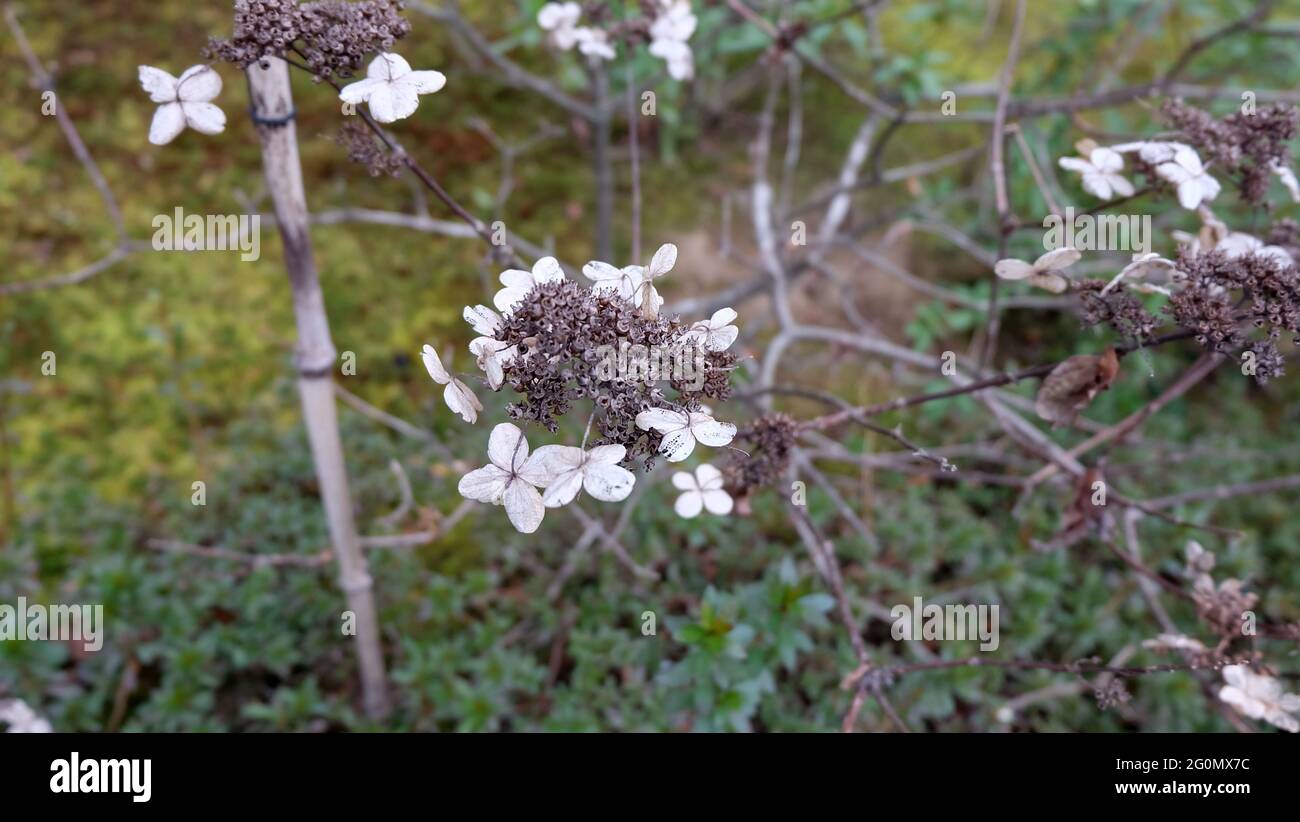 Testa di fiori di idrangea appassita, con rami che sono senza foglie. Foto Stock
