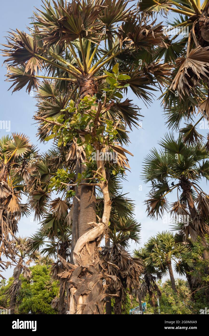 albero di palma con un'altra combinazione unica di albero Foto Stock