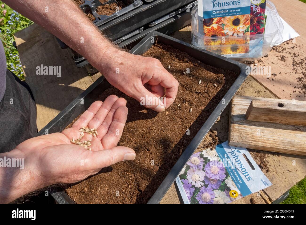 Primo piano di uomo giardiniere persona piantare seminare semi scabious in un vassoio di plastica in primavera Inghilterra Regno Unito Regno Unito Gran Bretagna Foto Stock