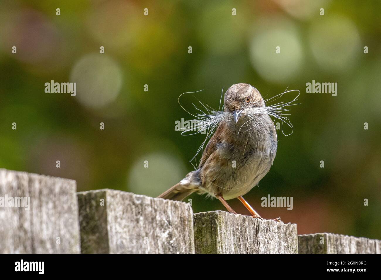 Dunnock (Prunella modularis) con nidificazione materiale (cane capelli) nel suo becco appollaiato su una recinzione, Regno Unito Foto Stock