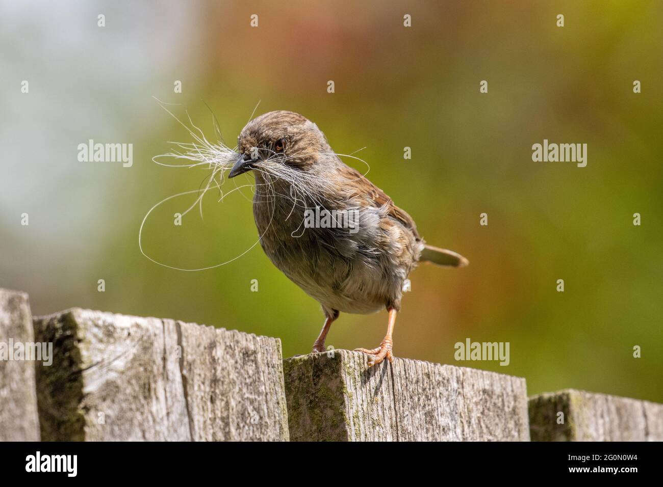 Dunnock (Prunella modularis) con nidificazione materiale (cane capelli) nel suo becco appollaiato su una recinzione, Regno Unito Foto Stock