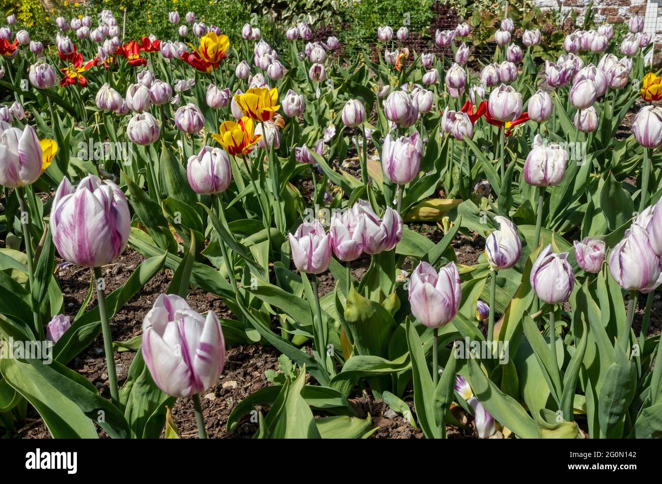 Tulipani tulipano in fiore fiorito in un giardino in primavera Inghilterra Regno Unito GB Gran Bretagna Foto Stock