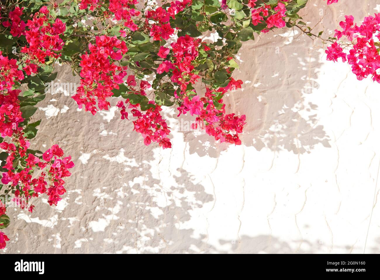 Bougainvillea rosa su una parete bianca con copyspace, primavera mediterranea e sfondo estivo Foto Stock