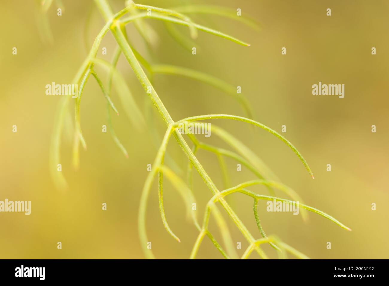 Fiori e erbe di diversi colori nella primavera mediterranea. Flora mediterranea all'inizio della primavera; diversità di colori nella natura, dal giallo t Foto Stock