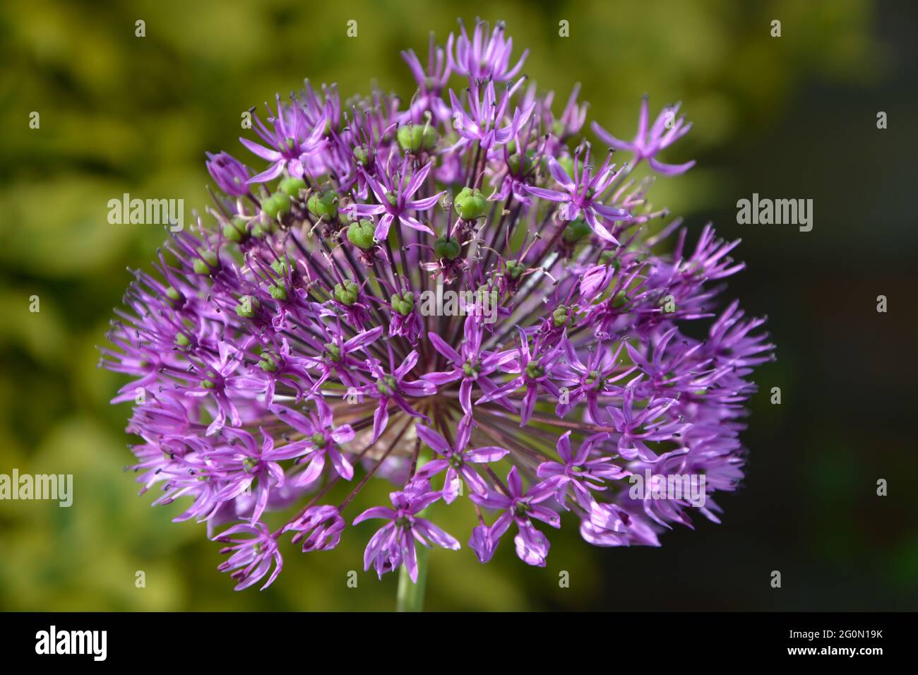 Gladiator Flower, Purple Flower Cambridge UK, spazio puramente bello e tranquillo Foto Stock