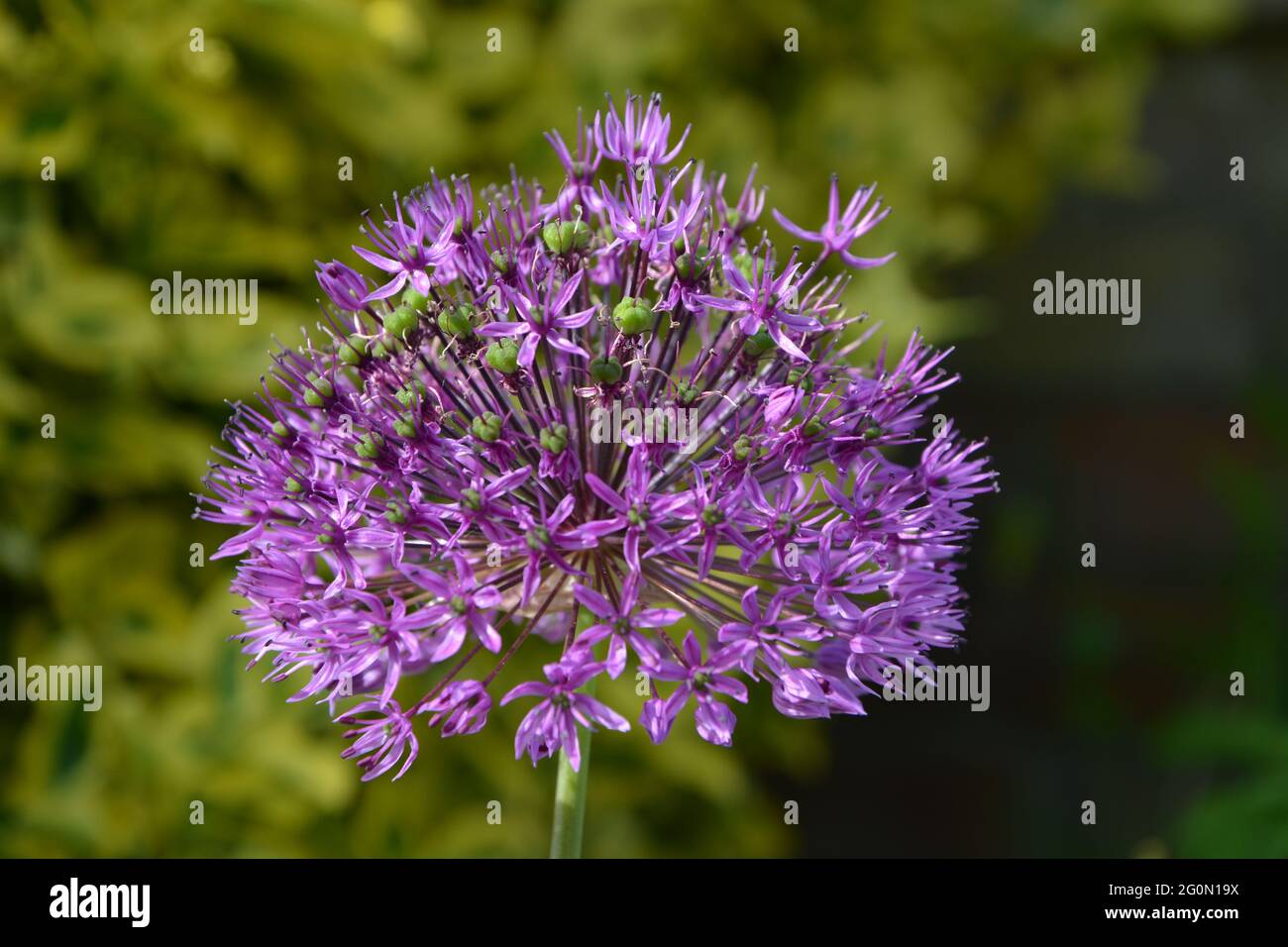 Allium giganteum 'Gladiator', Purple Flower Cambridge UK, spazio puramente bello e tranquillo Foto Stock