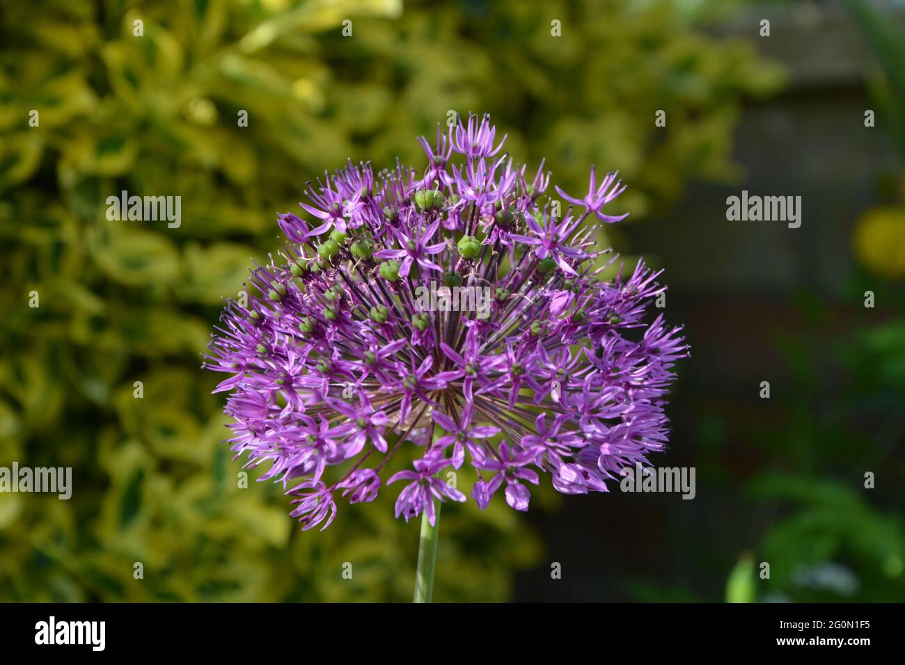 Allium Gladiator , Purple Flower Cambridge UK, spazio puramente bello e pacifico Foto Stock
