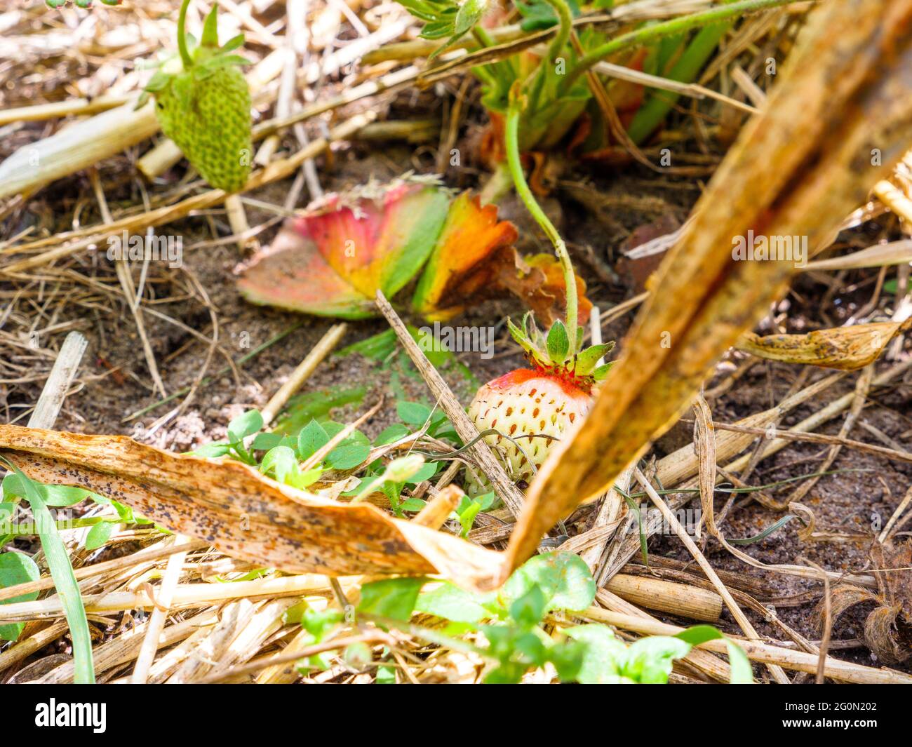 Fragola bianca e rossa immatura che giace sul terreno vicino al suo cespuglio. Giovane bacca verde appesa e che cresce nel giardino Foto Stock