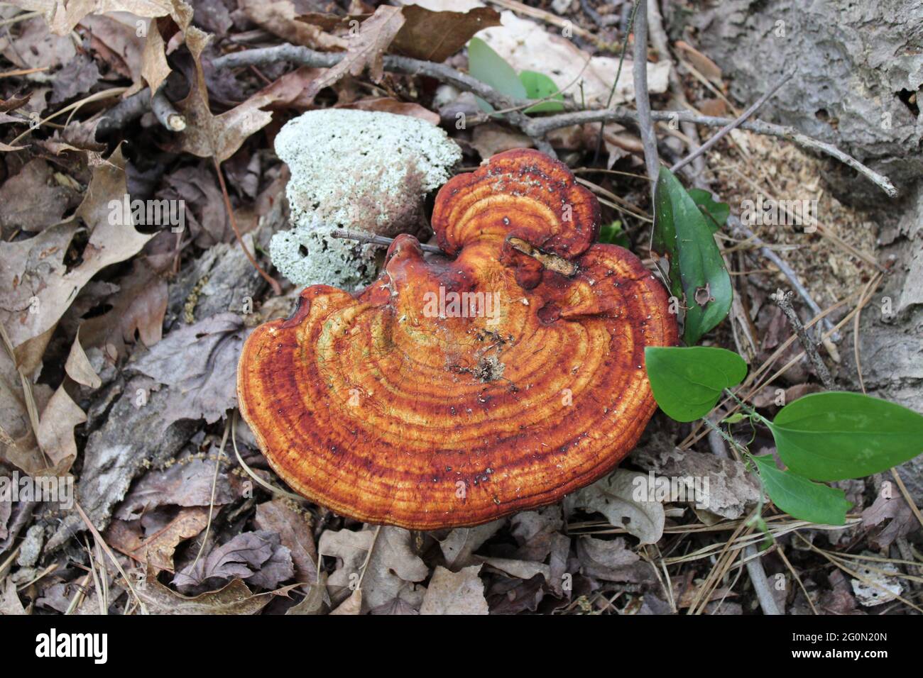 Un grande fungo Reishi Foto Stock