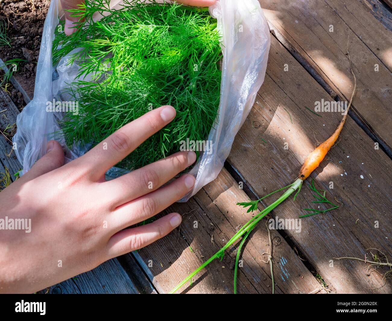 Vista dall'alto sulle mani femminili che raccolgono freschi e luminosi sversamenti di aneto in una borsa di plastica, carota arancione carota carote con cime verdi su un tavolo di legno rurale ruvido. Foto Stock