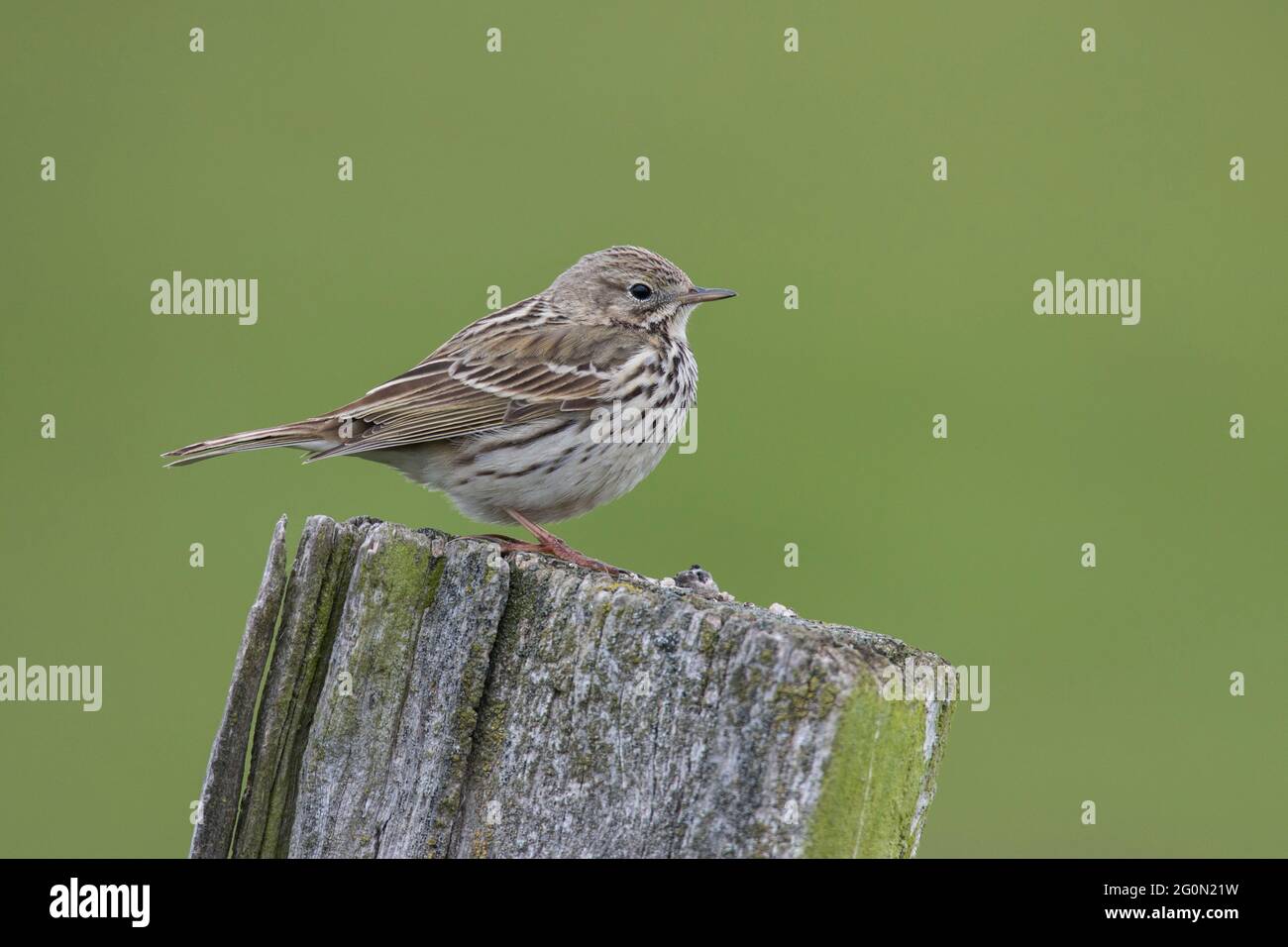 Wiesenpieper, Anthus pratensis, pipeline Foto Stock