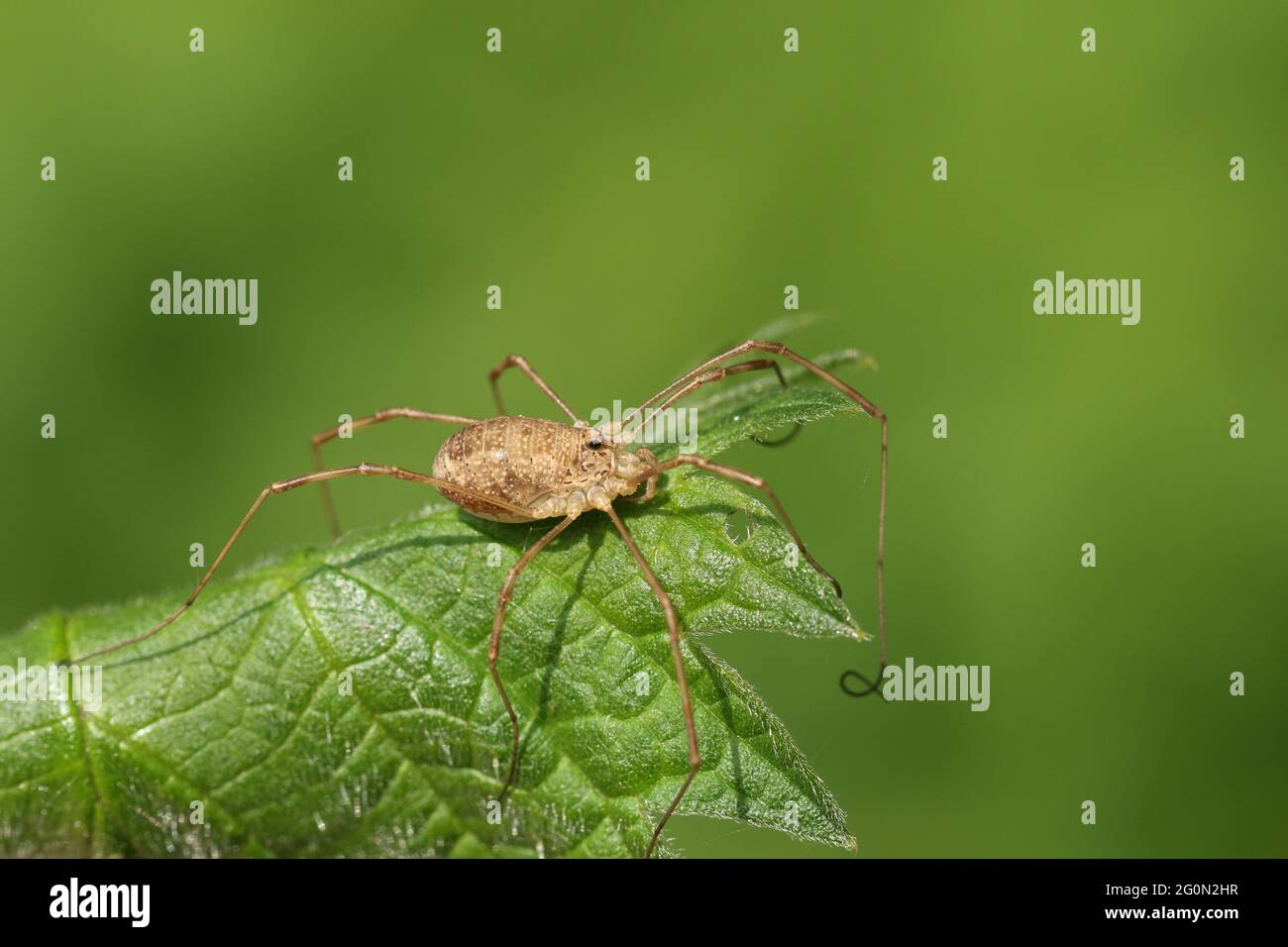 Un Harvestmen Spider di caccia, su una foglia in primavera nel Regno Unito. Foto Stock