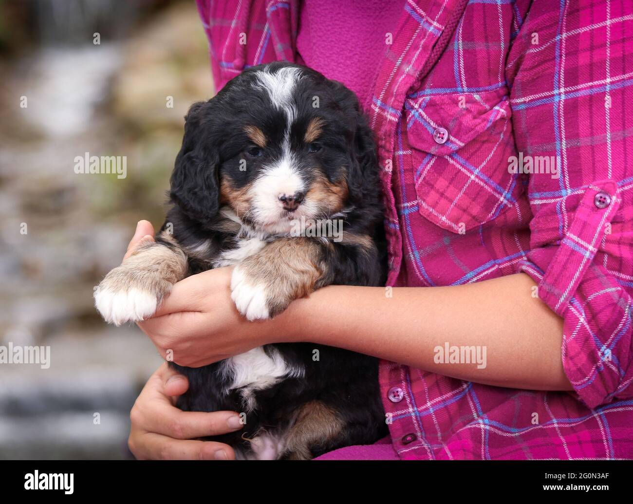 Maschio Mini Bernedoodle Tri-colorato tenuto in una bambina braccia Foto Stock