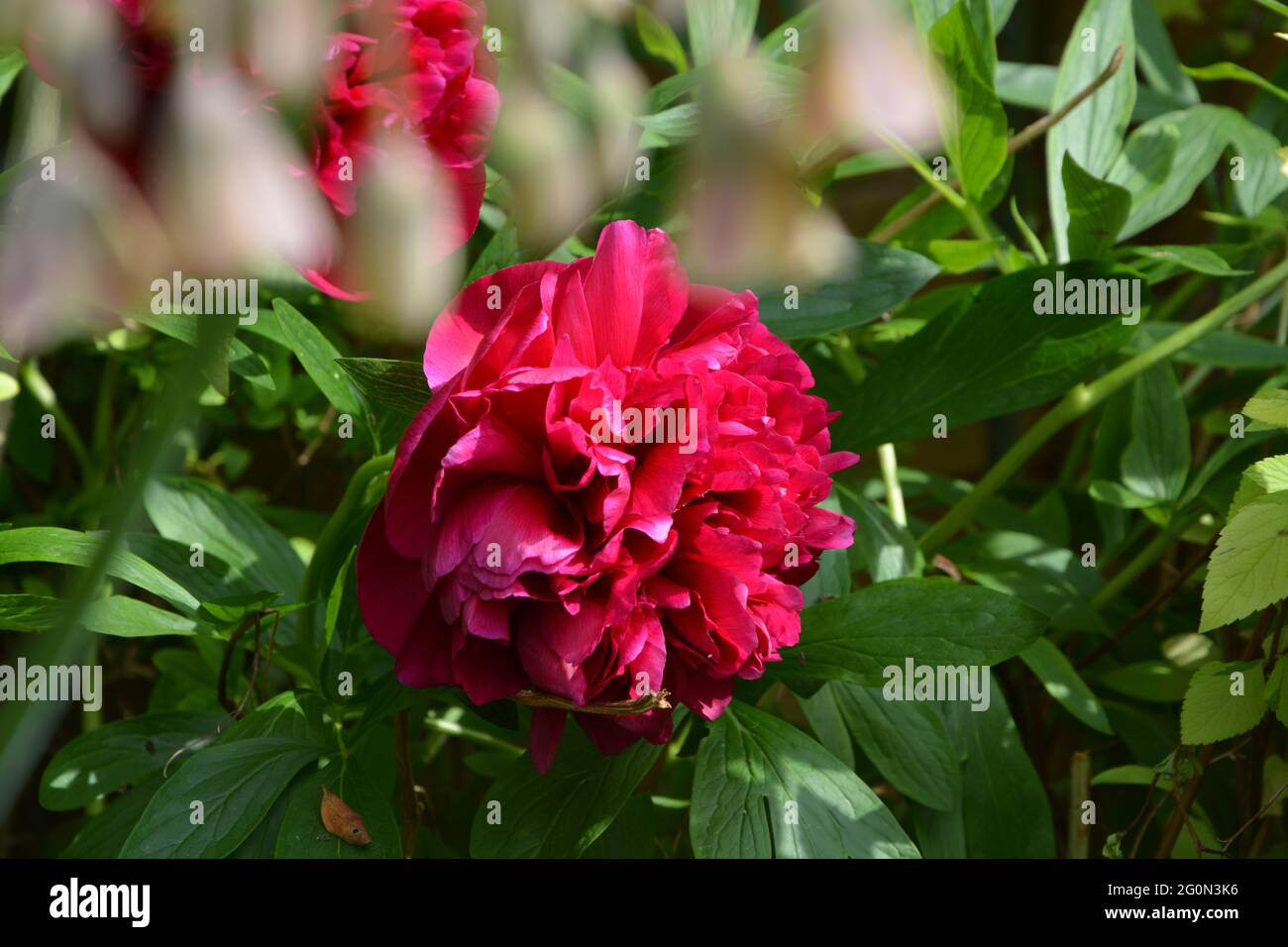Immagine di BBC Gardeners World UK, puramente bello e tranquillo spazio floreale Foto Stock