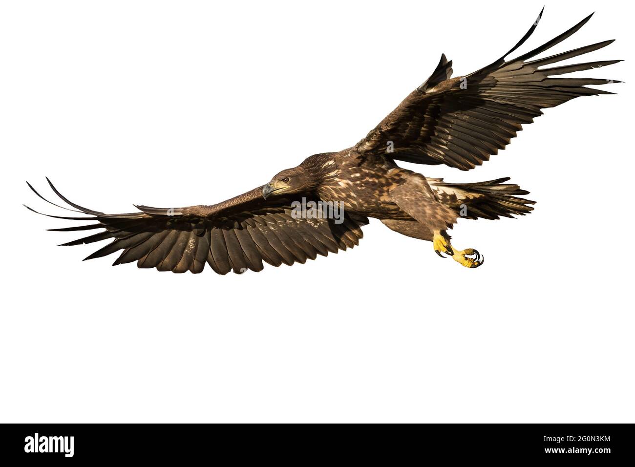 Aquila dalla coda bianca che vola con ali aperte isolate su sfondo bianco Foto Stock