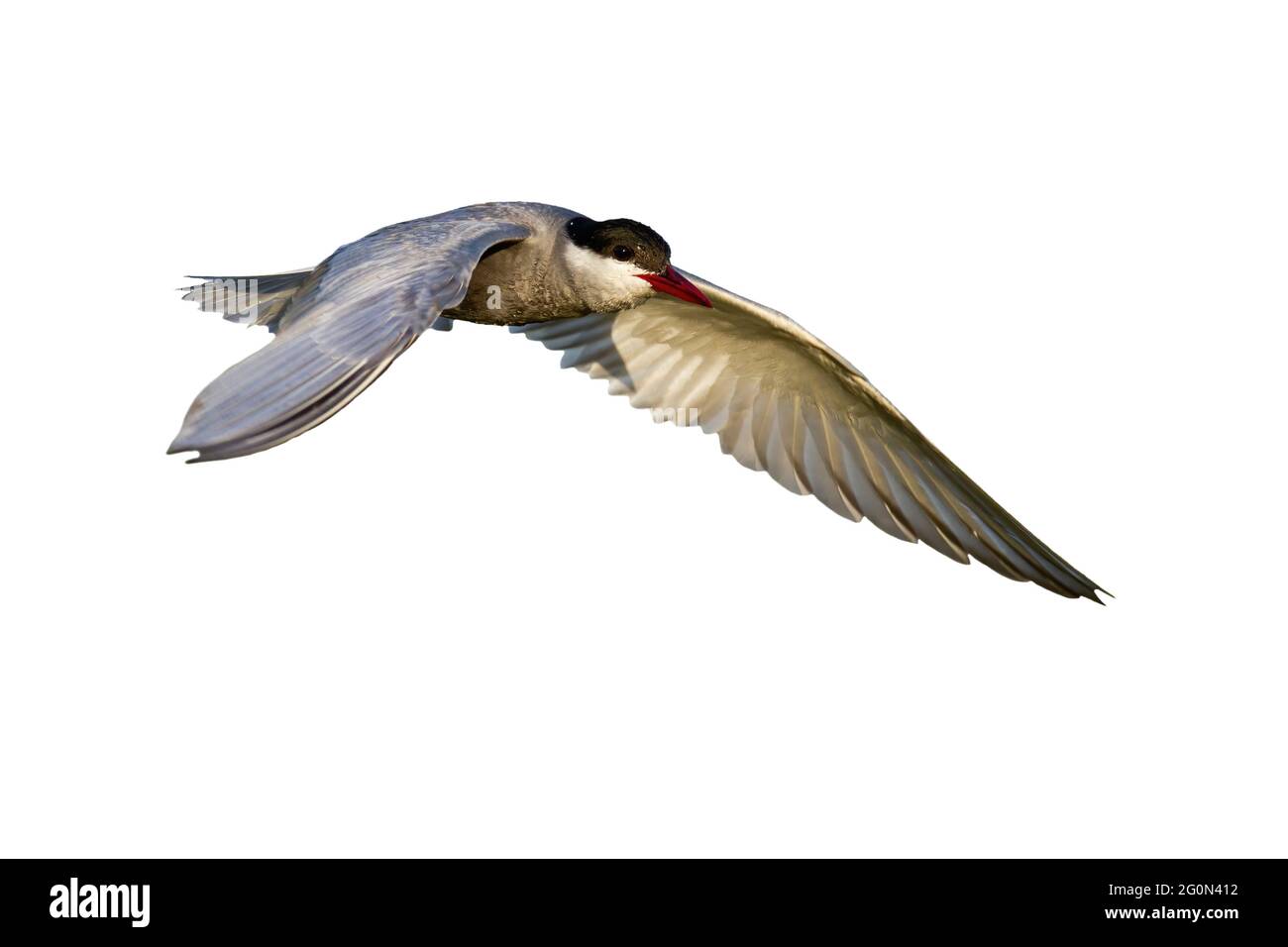 Terna comune con ali aperte isolate su sfondo bianco Foto Stock