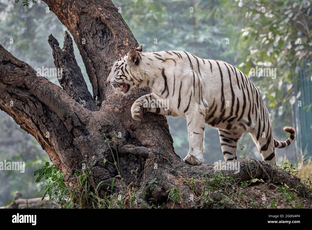 Tigre su un albero Foto Stock