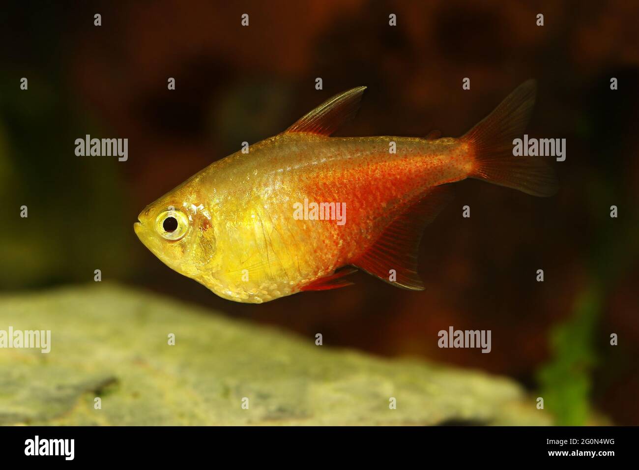 Sciame di arancio fiamma rossa Tetra Hyphessobrycon flammeus Rio tetra pesci tropicali acquario Foto Stock