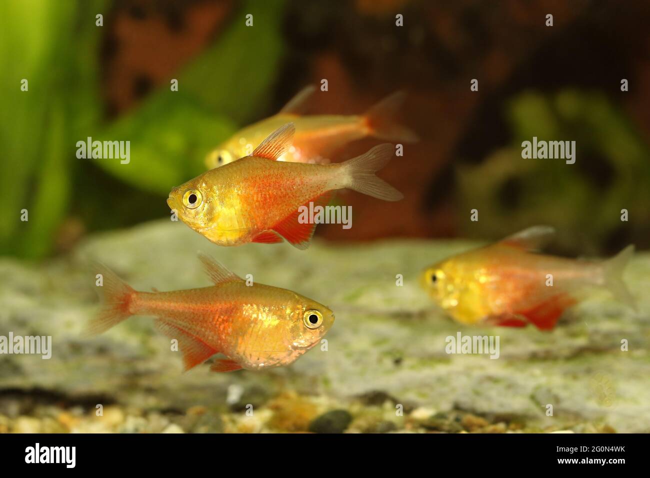 Sciame di arancio fiamma rossa Tetra Hyphessobrycon flammeus Rio tetra pesci tropicali acquario Foto Stock