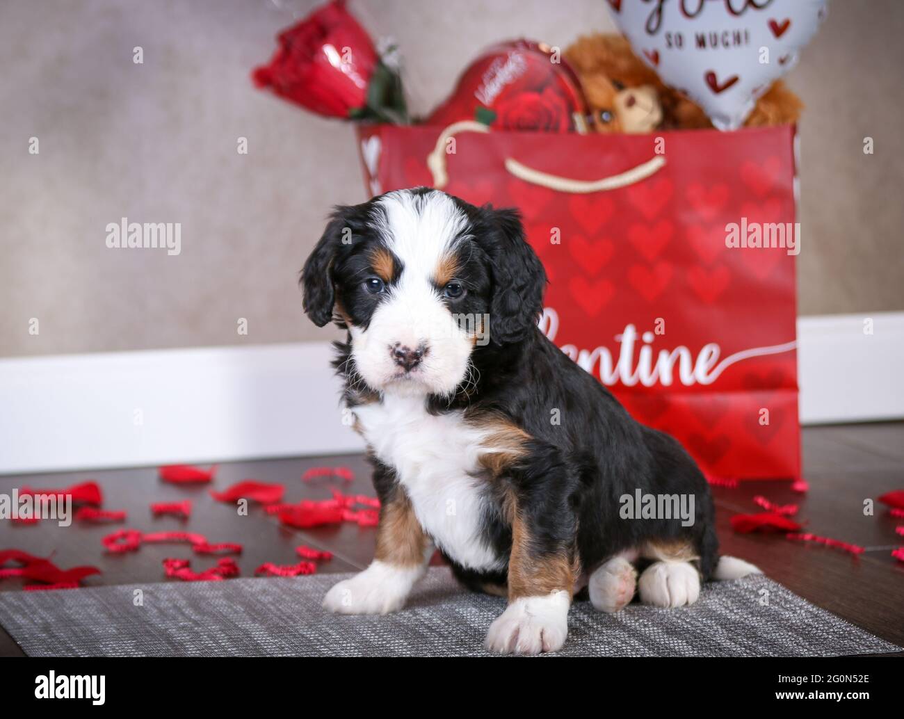 Cucciolo di 5 settimane di F1 Mini Bernedoodle seduto sul pavimento di fronte a una borsa di San Valentino con pedali rosa, cucciolo guardando la macchina fotografica Foto Stock