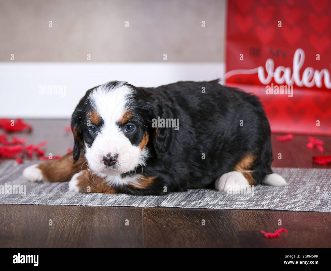 Cucciolo di 5 settimane di F1 Mini Bernedoodle sdraiato sul pavimento di fronte alla borsa delle valentine con i pedali delle rose, cucciolo guardando la macchina fotografica Foto Stock