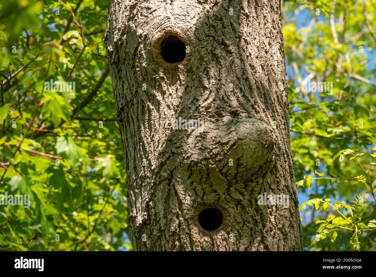 Due buchi di picchio in una sezione di albero su uno sfondo frondoso Foto Stock