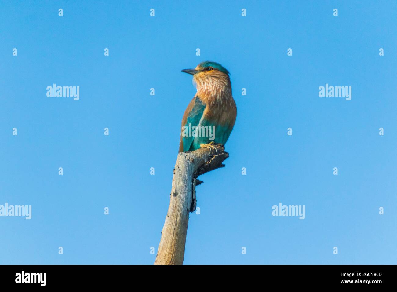 Viste ravvicinate di un rullo indiano Foto Stock