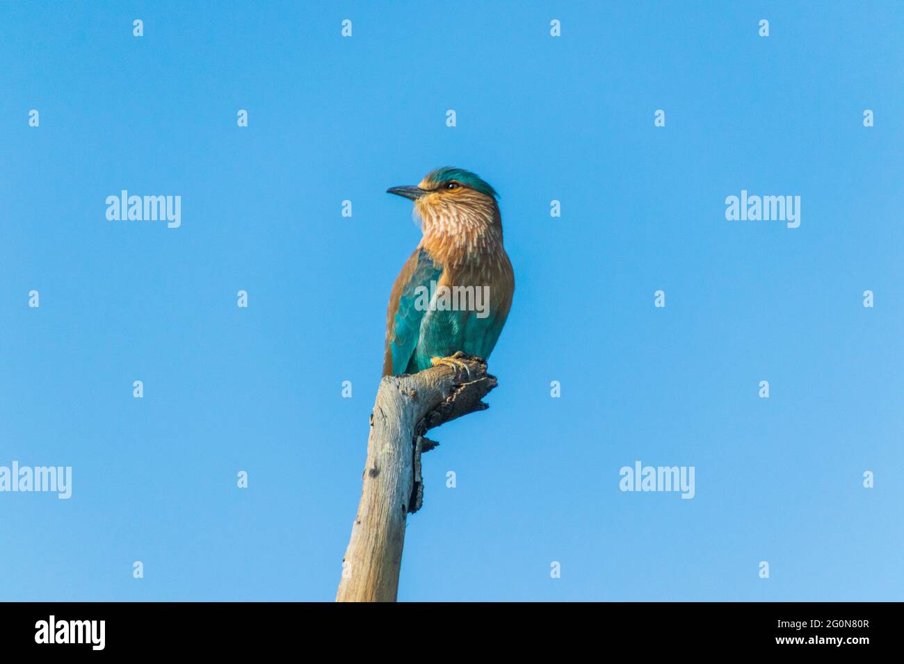 Viste ravvicinate di un rullo indiano Foto Stock