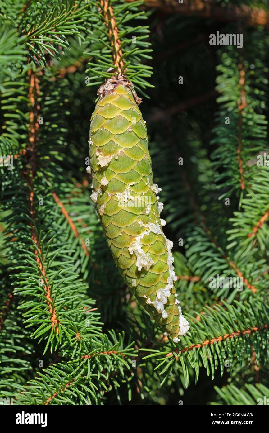 Coni verdi di abete rosso sull'albero Foto Stock