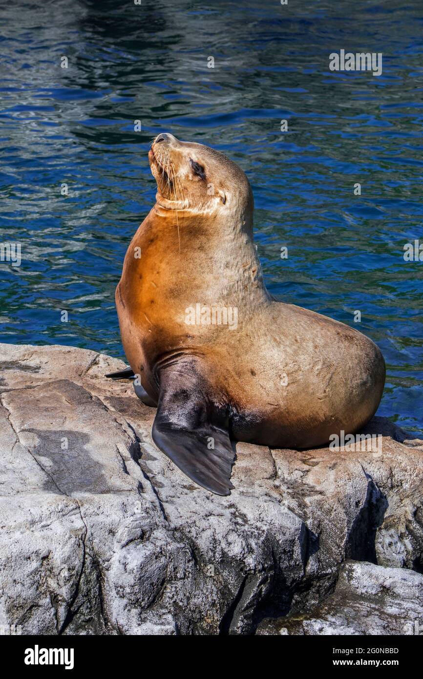 Leone di mare Steller / leone di mare del nord / leone di mare di Steller (Eumetopias jubatus) femmina che crogiolava sulla roccia, originaria del Pacifico settentrionale Foto Stock