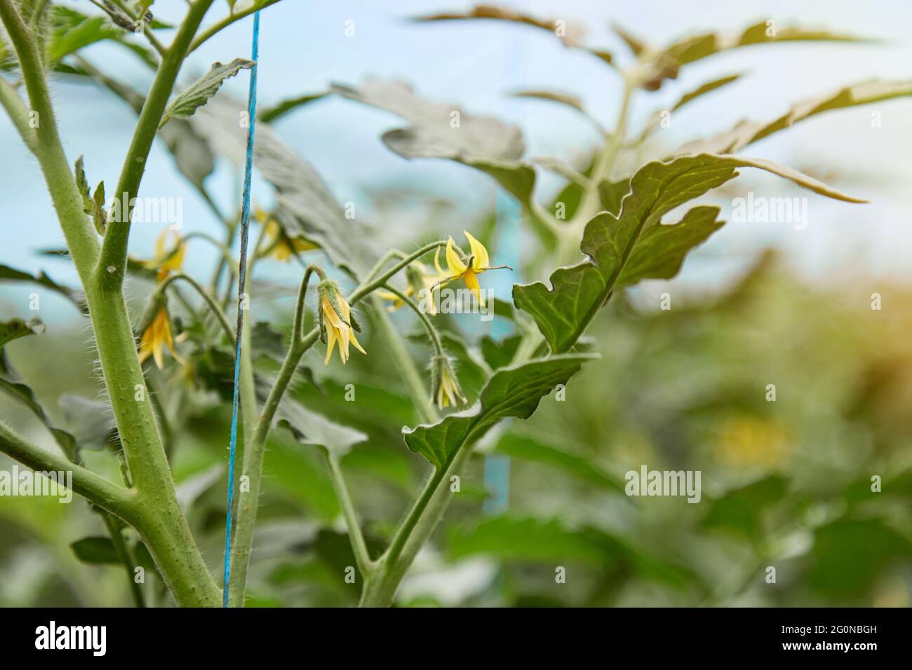 YYoung piante di pomodoro coltivate in serra. Pomodori in fiore. Lavori di primavera. Spazio di copia Foto Stock