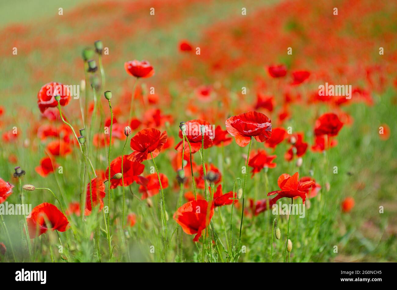 Bel campo di papaveri rossi. Fiori papaveri rossi fioriscono in prato selvaggio. Papavero di oppio. Droghe naturali. Papavero vivace. Il papavero scarlatto fiorisce sui gambi di pile Foto Stock