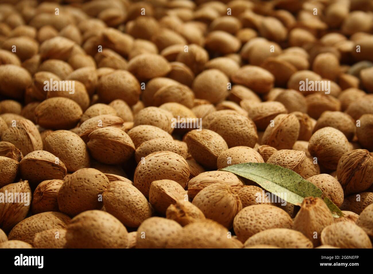 Molte mandorle sgusciate prelevate dall'albero e sparse ad asciugare, pronte a separarsi e a fare torrone o altri alimenti di mandorle. C'è anche una verde mandorla Foto Stock