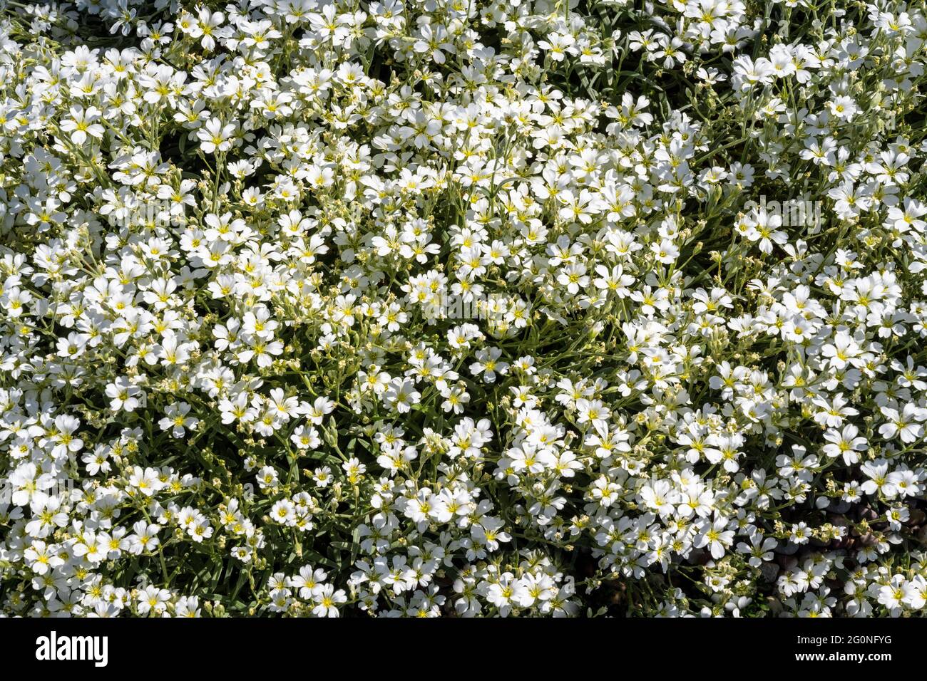 Un gruppo di piccoli fiori bianchi con centri gialli, alla luce del sole. Sfondo. Foto Stock
