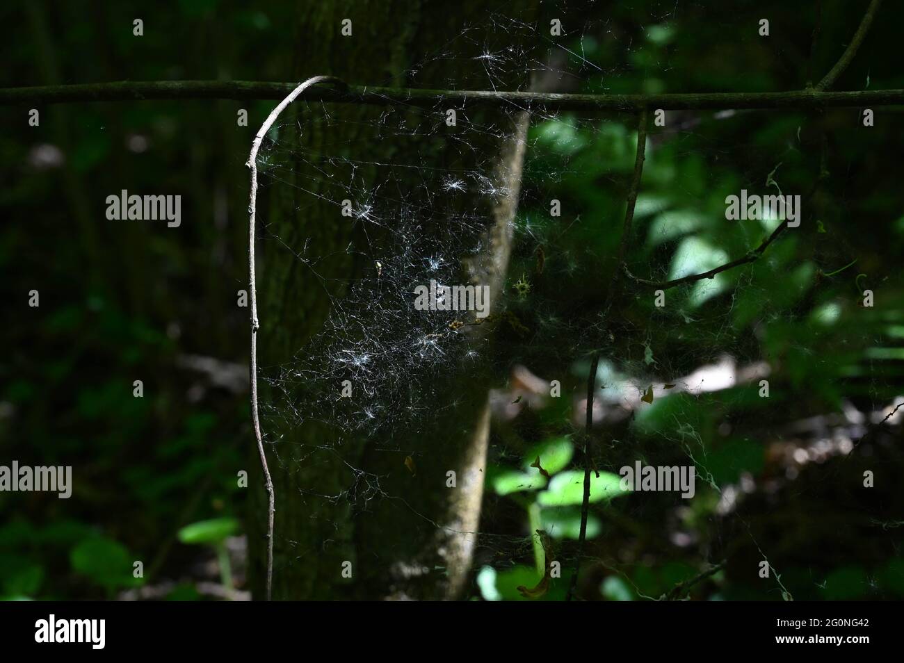 Una rete di ragno in una foresta tra rami di albero con uno sfondo sfocato. Foto Stock