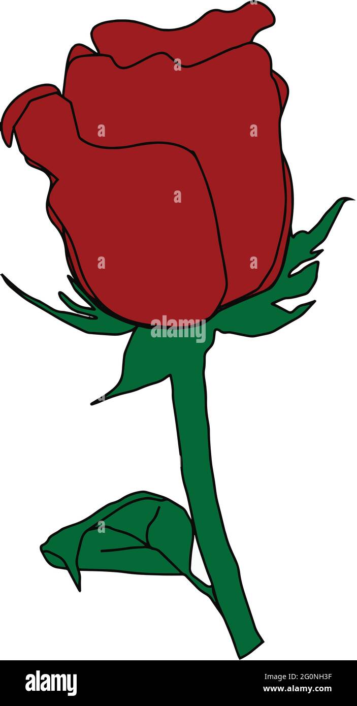 bello vettore fiore rosso rosa con sfondo bianco Illustrazione Vettoriale