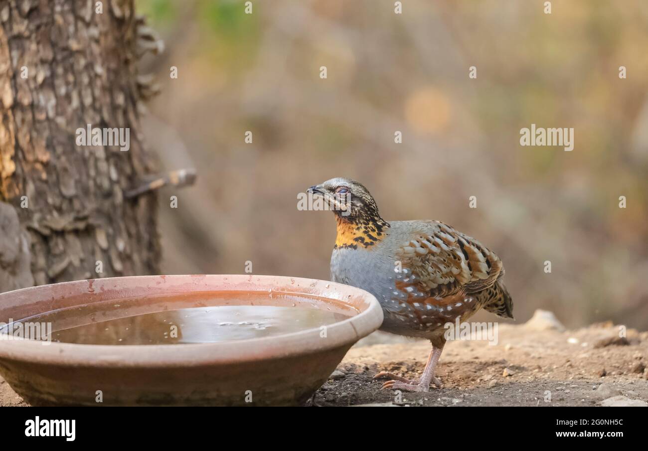 Pernice (Arborophila rufobularis) con gola rufosa vicino al corpo idrico nella foresta. Foto Stock