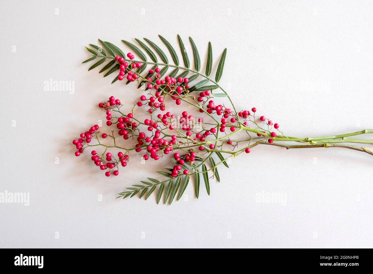Ramificazione di rosso acino maturo su sfondo bianco Foto Stock