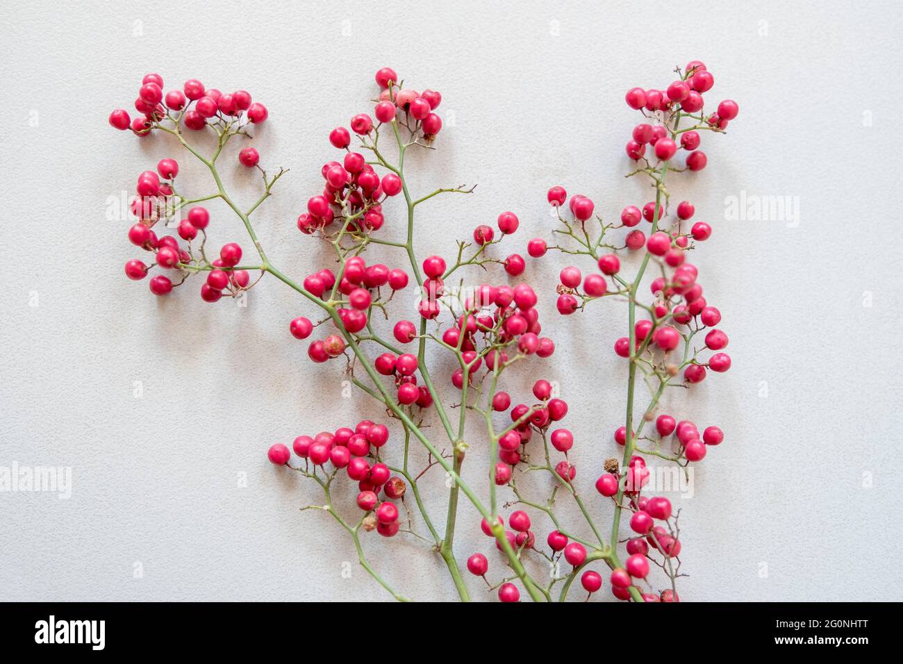 bacche rosse su sfondo bianco Foto Stock