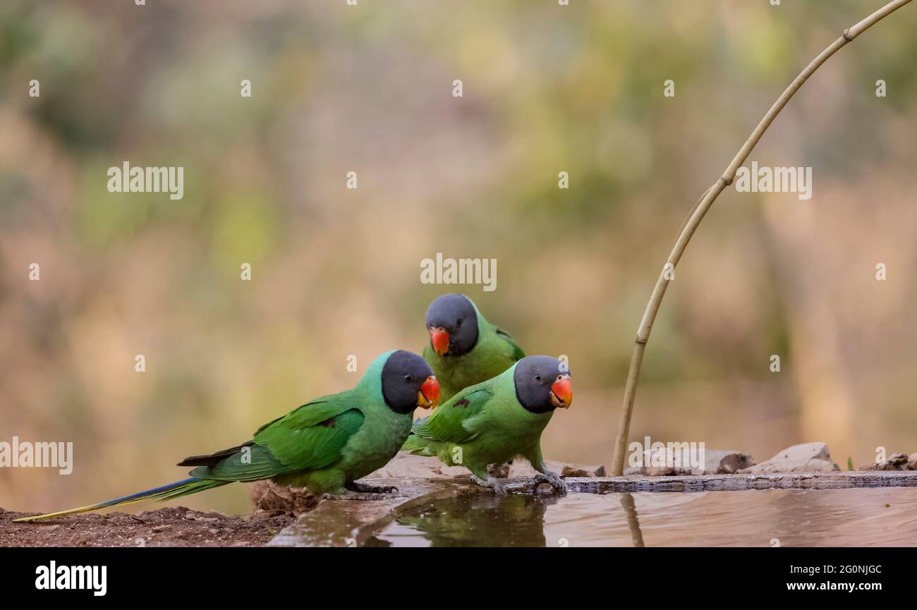 Parakeet (Psittacula himalayana) a testa di legno seduto vicino al corpo d'acqua nella foresta. Foto Stock