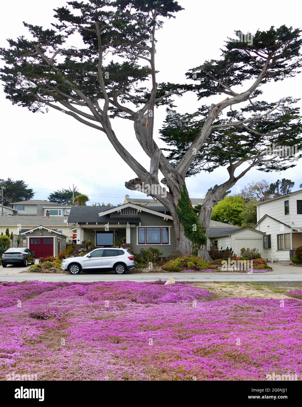 Casa in stile artigiano con il grande cipresso Monterey e la pianta di ghiaccio rosa Foto Stock