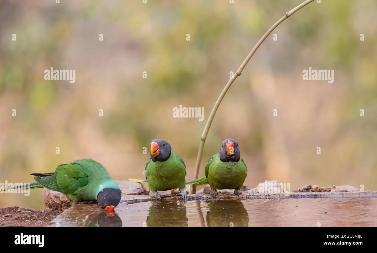Parakeet (Psittacula himalayana) a testa di legno seduto vicino al corpo d'acqua nella foresta. Foto Stock