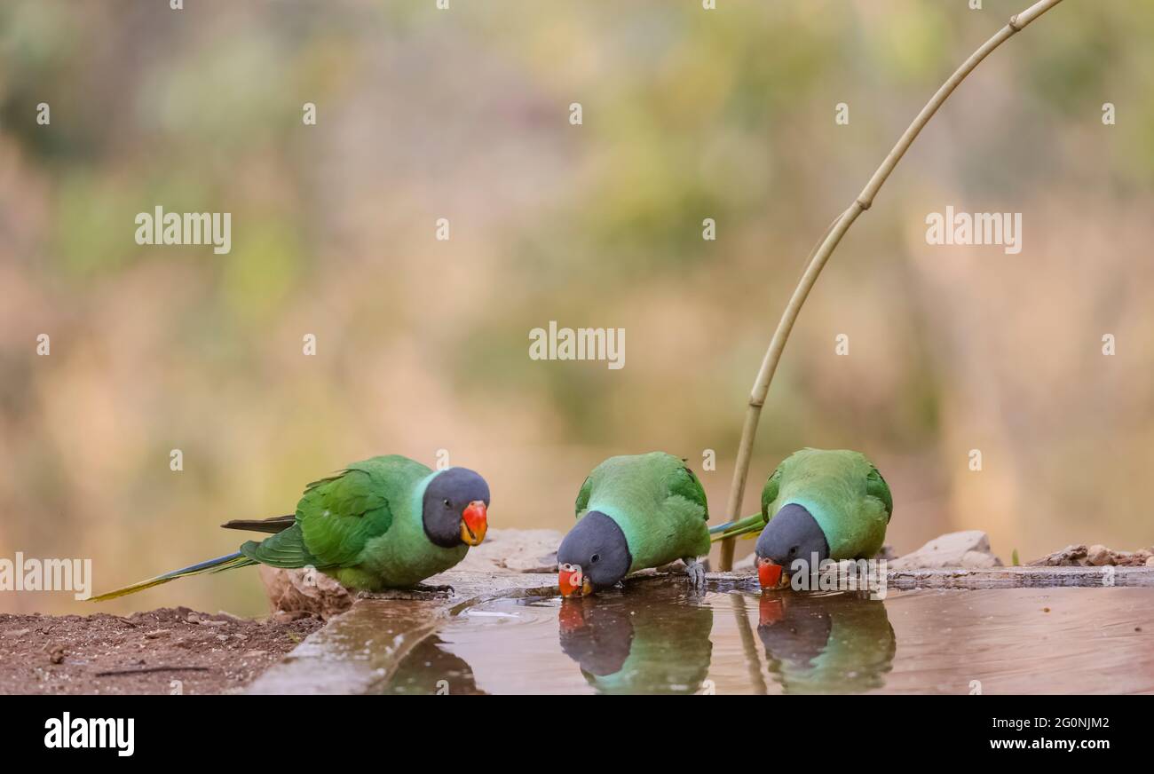 Parakeet (Psittacula himalayana) a testa di legno seduto vicino al corpo d'acqua nella foresta. Foto Stock